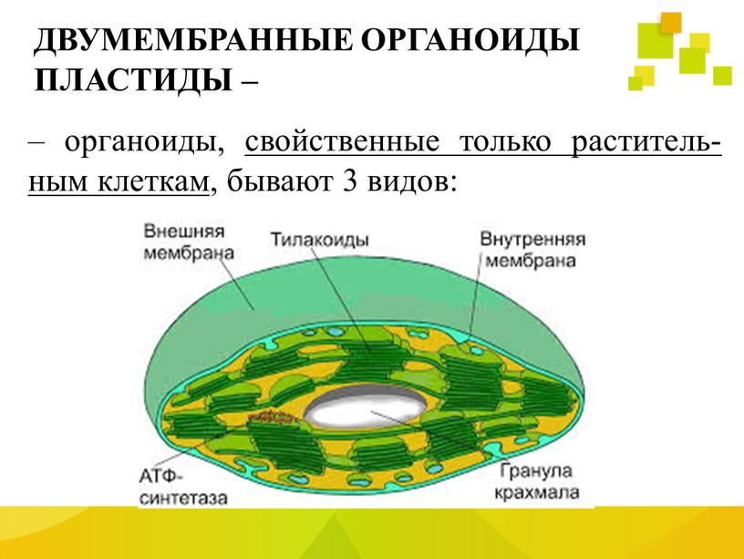 ДВУМЕМБРАННЫЕ ОРГАНОИДЫ ПЛАСТИДЫ – – органоиды, свойственные только раститель- ным клеткам, бывают 3 видов: