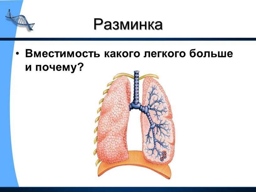 Разминка Вместимость какого легкого больше и почему?