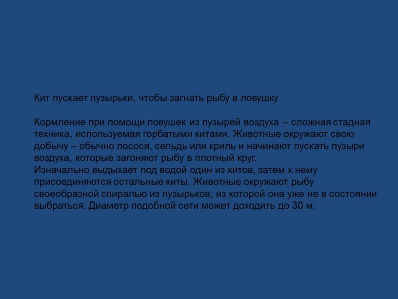 Кит пускает пузырьки, чтобы загнать рыбу в ловушку