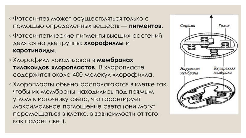 Фотосинтез может осуществляться только с помощью определенных веществ — пигментов