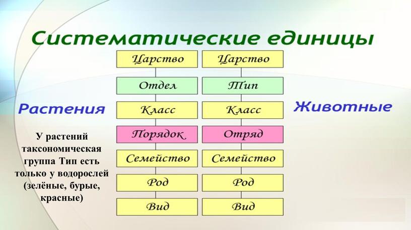 У растений таксономическая группа