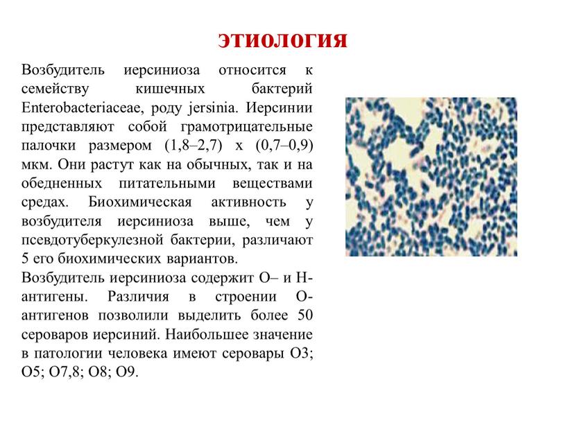 Возбудитель иерсиниоза относится к семейству кишечных бактерий