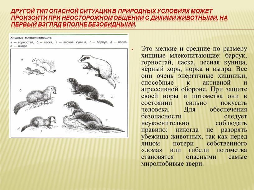 Другой тип опасной ситуации в природных условиях может произойти при неосторожном общении с дикими животными, на первый взгляд вполне безобидными