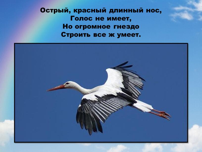 О стрый, красный длинный нос, Голос не имеет,