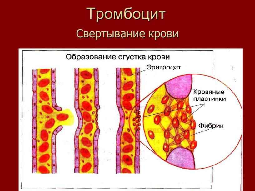 Тромбоцит Свертывание крови