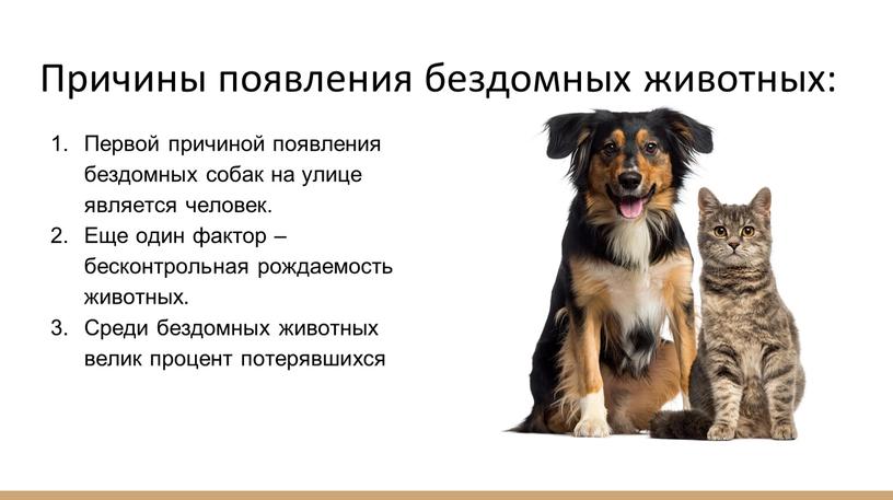 Первой причиной появления бездомных собак на улице является человек