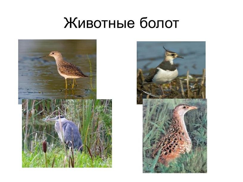 Животные болот