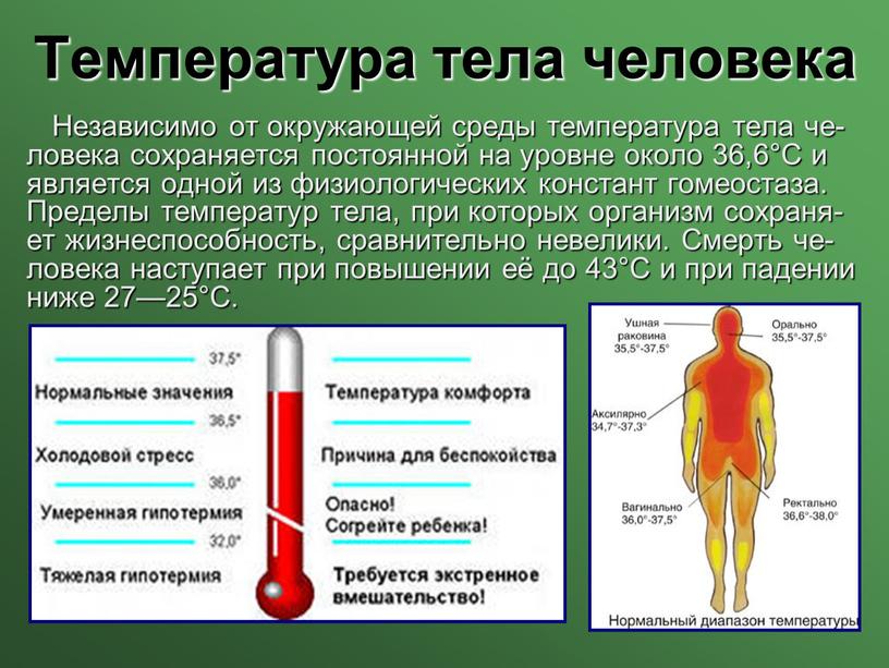 Температура тела человека Независимо от окружающей среды температура тела че-ловека сохраняется постоянной на уровне около 36,6°С и является одной из физиологических констант гомеостаза