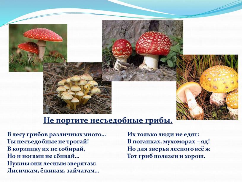 Не портите несъедобные грибы. В лесу грибов различных много…