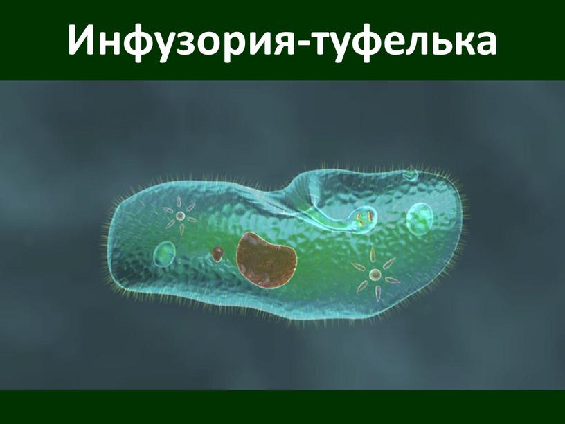 Инфузория-туфелька