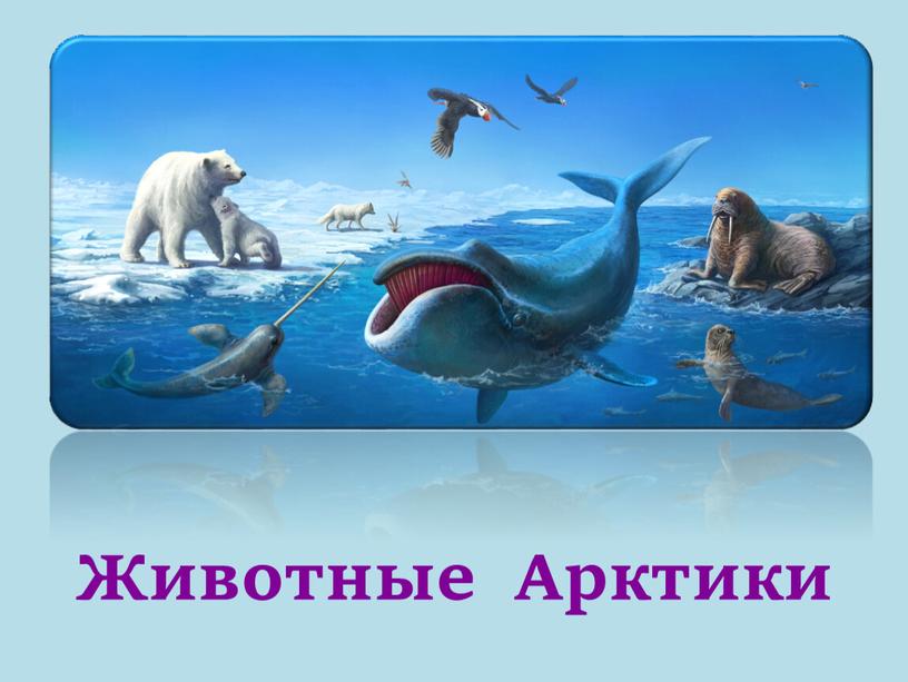 Животные Арктики