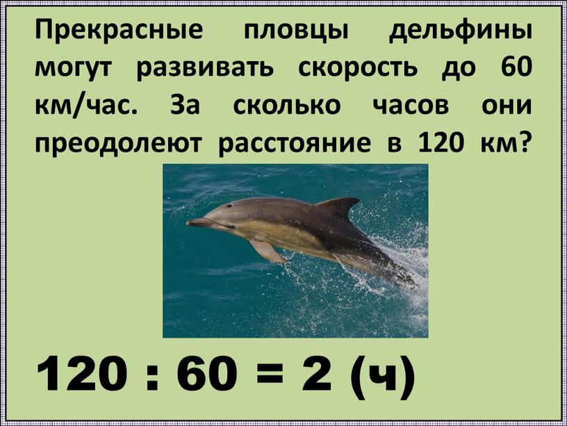 Прекрасные пловцы дельфины могут развивать скорость до 60 км/час