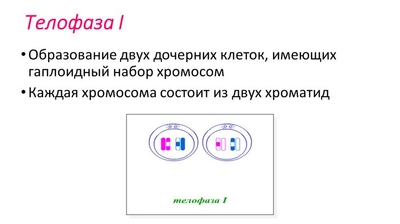 Телофаза I Образование двух дочерних клеток, имеющих гаплоидный набор хромосом