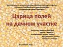 Царица полей на дачном участке - презентация к исследовательскому проекту