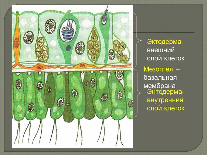 Эктодерма-внешний слой клеток