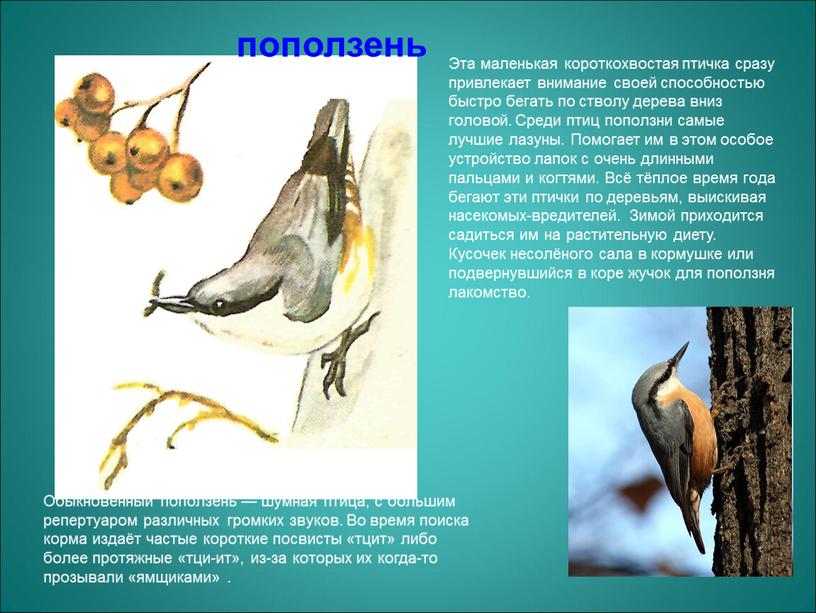 Обыкновенный поползень — шумная птица, с большим репертуаром различных громких звуков