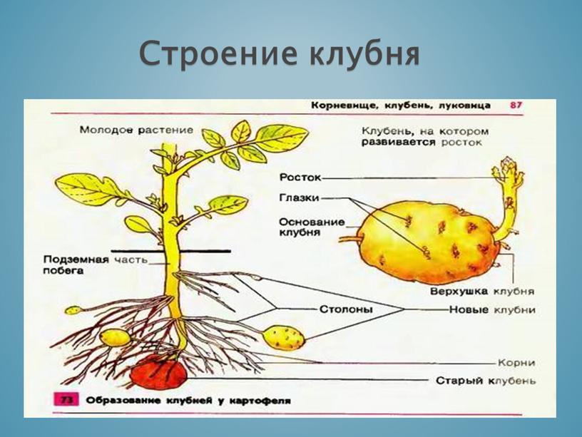 Презентация по биологии 6 класс "Видоизменения побегов