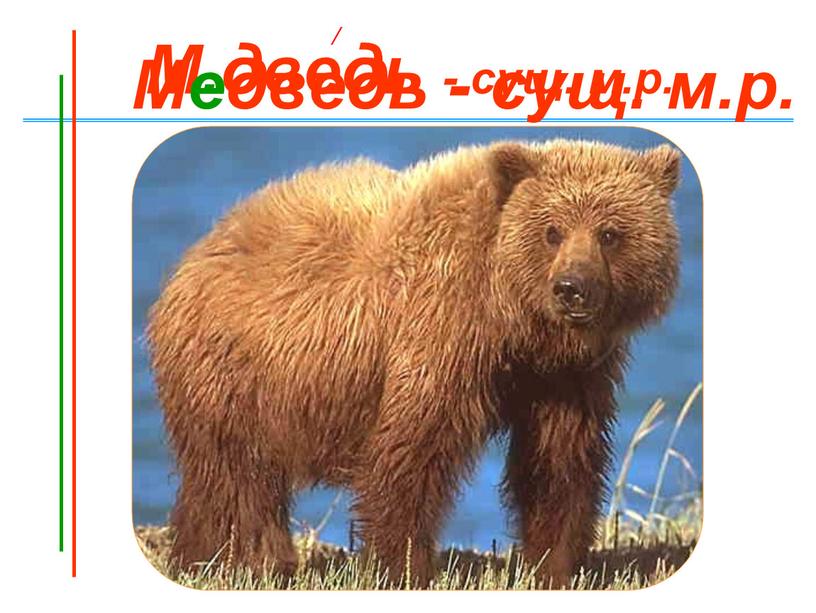 М.дведь - сущ. м.р. / Медведь - сущ