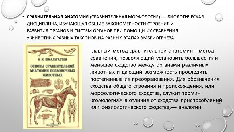 Сравнительная анатомия (сравнительная морфология) — биологическая дисциплина, изучающая общие закономерности строения и развития органов и систем органов при помощи их сравнения у животных разных таксонов…