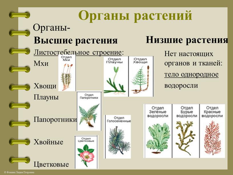 Органы растений Высшие растения