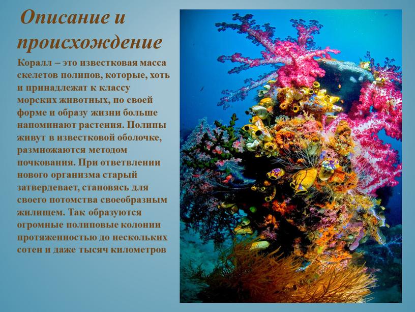 Описание и происхождение Коралл – это известковая масса скелетов полипов, которые, хоть и принадлежат к классу морских животных, по своей форме и образу жизни больше…