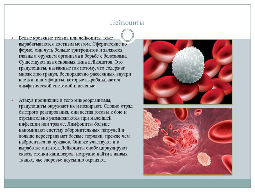 Лейкоциты Белые кровяные тельца или лейкоциты тоже вырабатываются костным мозгом