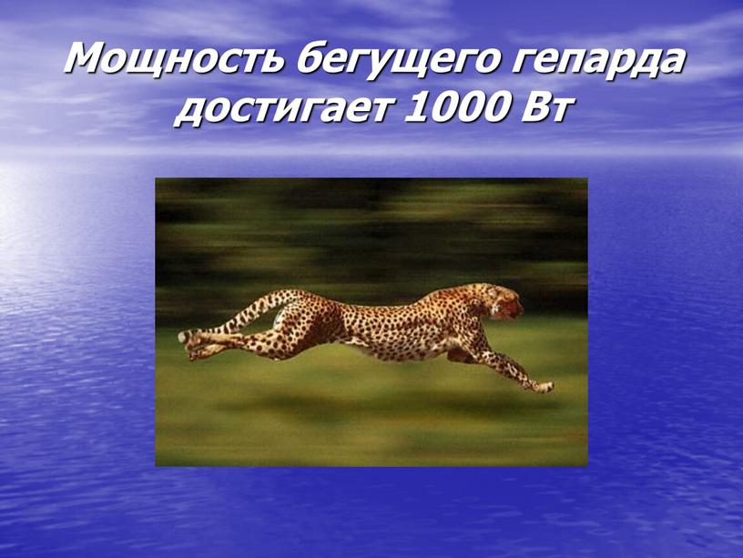 Мощность бегущего гепарда достигает 1000