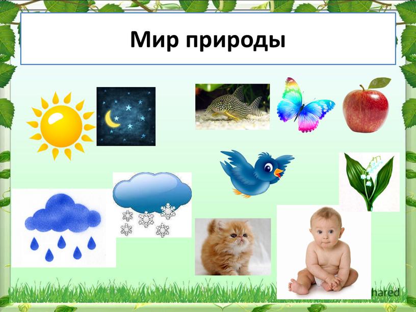 Мир природы