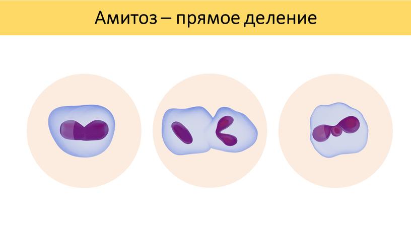 Амитоз – прямое деление