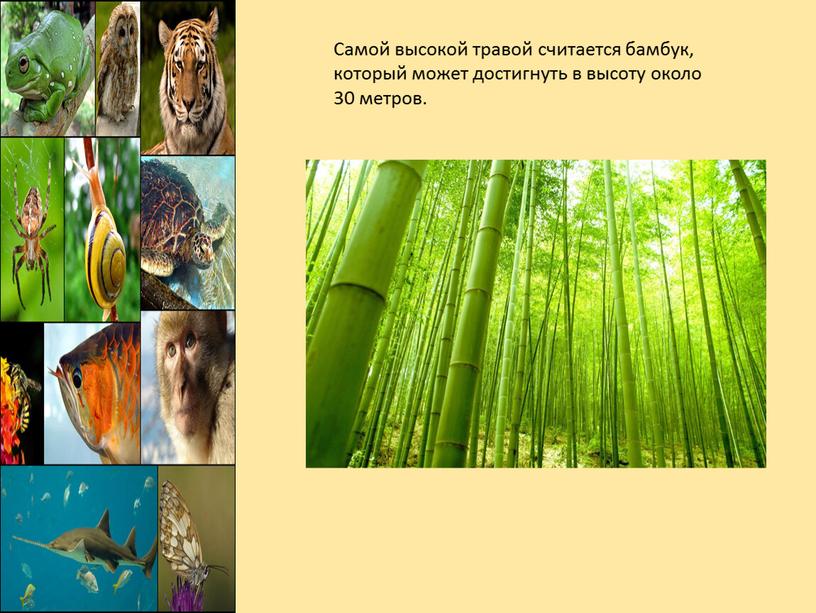 Самой высокой травой считается бамбук, который может достигнуть в высоту около 30 метров