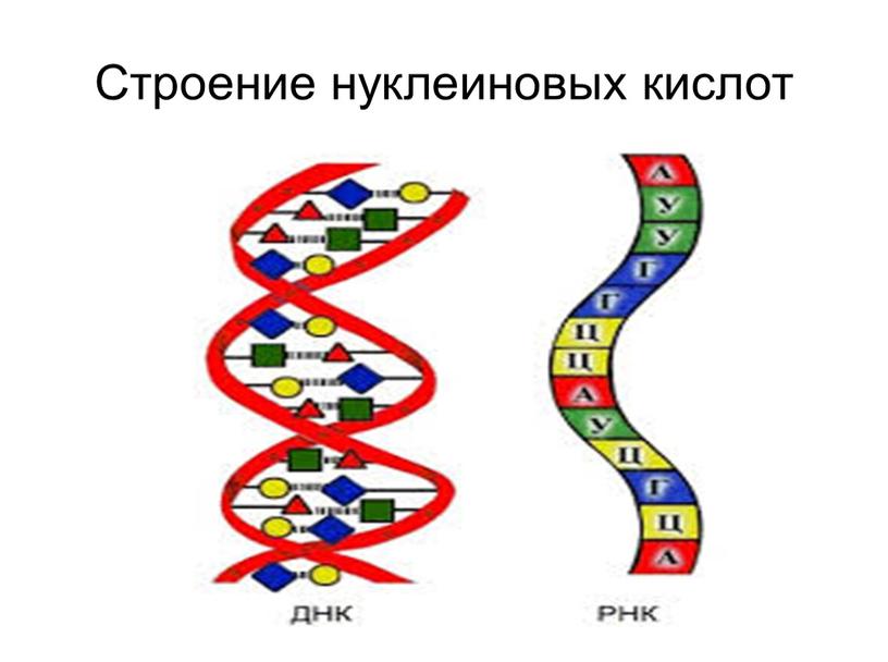 Строение нуклеиновых кислот