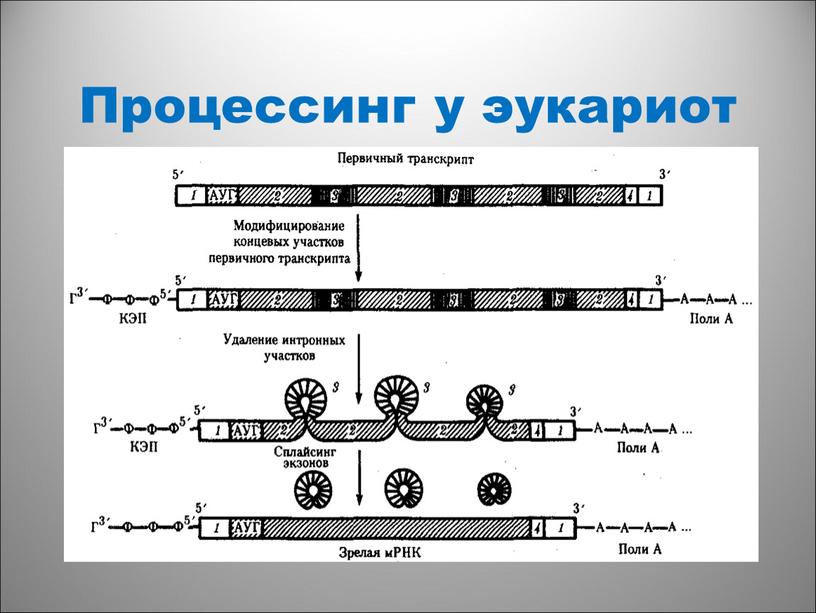 Гипотеза жакоба и моно