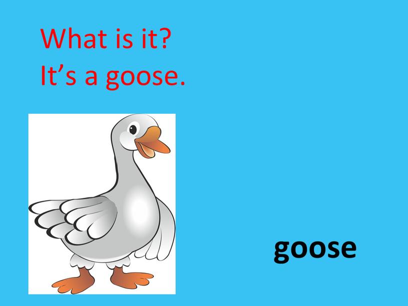 goose What is it? It’s a goose.