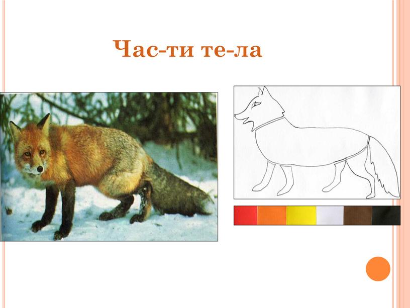 Час-ти те-ла