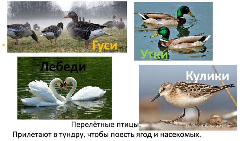 Кулики Лебеди Гуси Утки Перелётные птицы