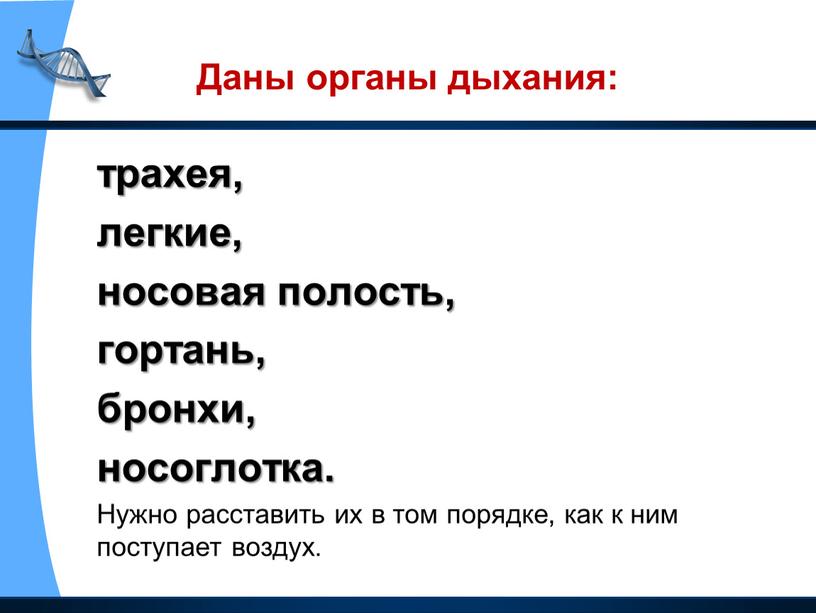 Даны органы дыхания: трахея, легкие, носовая полость, гортань, бронхи, носоглотка