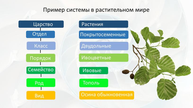 Пример системы в растительном мире