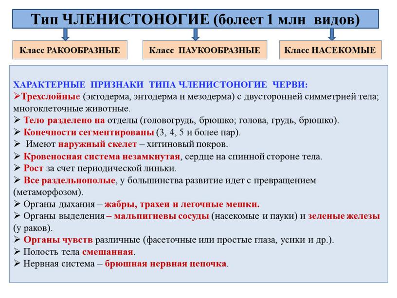 Класс РАКООБРАЗНЫЕ Тип ЧЛЕНИСТОНОГИЕ (болеет 1 млн видов)