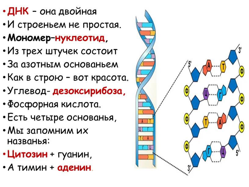 ДНК – она двойная И строеньем не простая