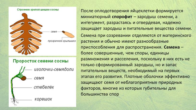 После оплодотворения яйцеклетки формируется миниатюрный спорофит – зародыш семени, а интегумент, разрастаясь и отвердевая, надежно защищает зародыш и питательные вещества семени