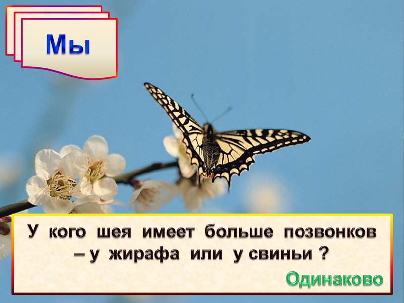 Мы У кого шея имеет больше позвонков – у жирафа или у свиньи ?