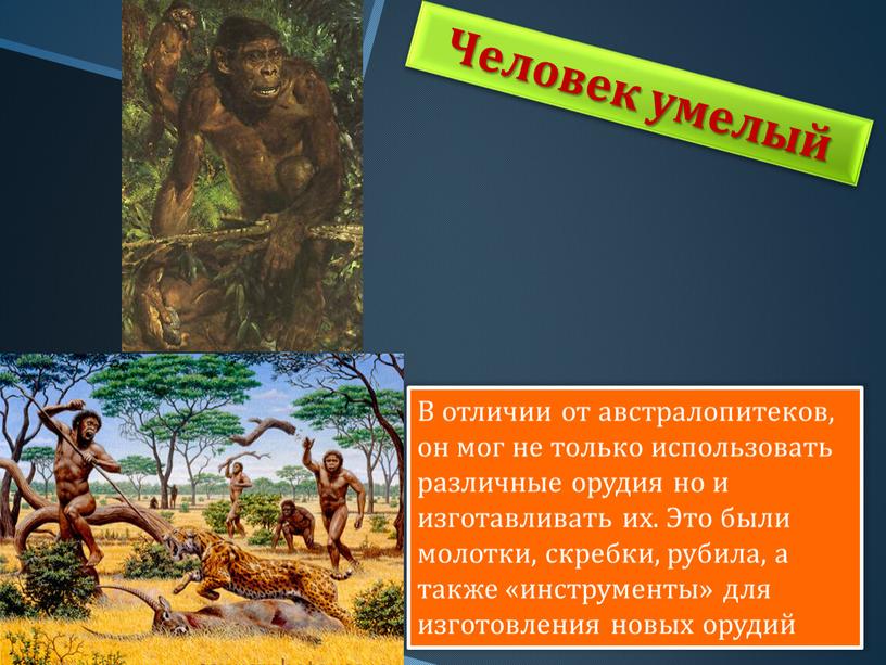 Человек умелый В отличии от австралопитеков, он мог не только использовать различные орудия но и изготавливать их