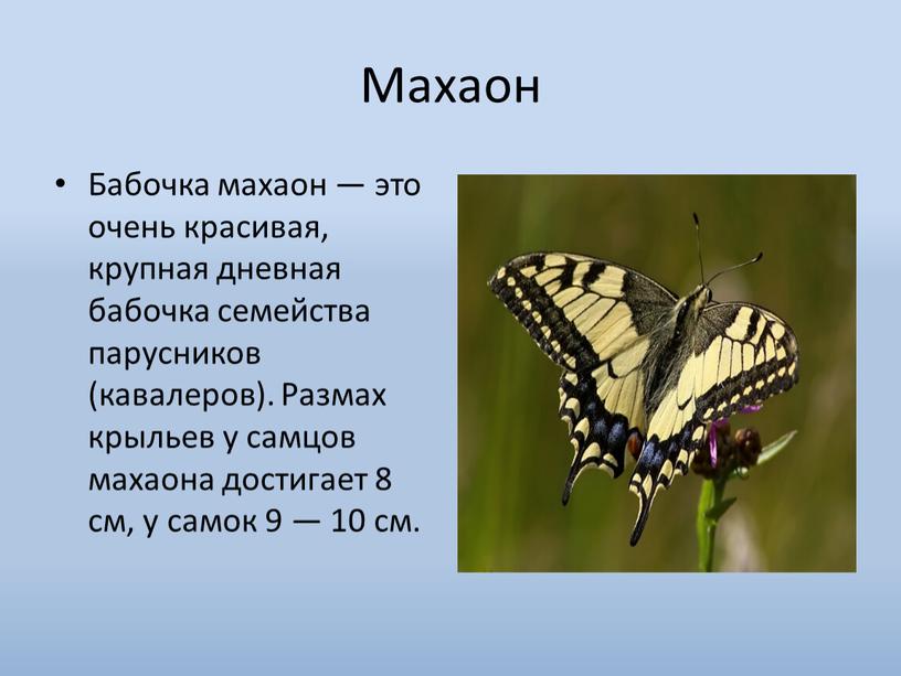 Махаон Бабочка махаон — это очень красивая, крупная дневная бабочка семейства парусников (кавалеров)