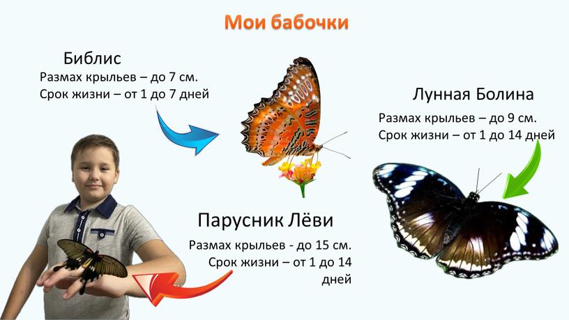 Размах крыльев - до 15 см. Срок жизни – от 1 до 14 дней