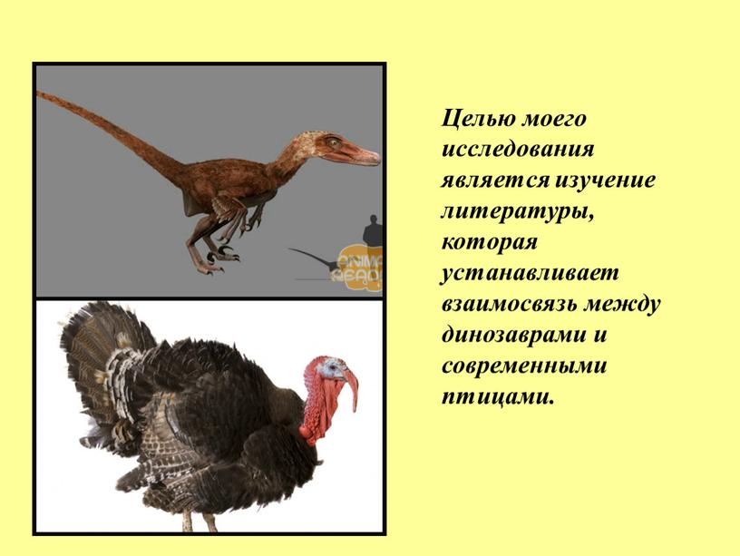 Целью моего исследования является изучение литературы, которая устанавливает взаимосвязь между динозаврами и современными птицами
