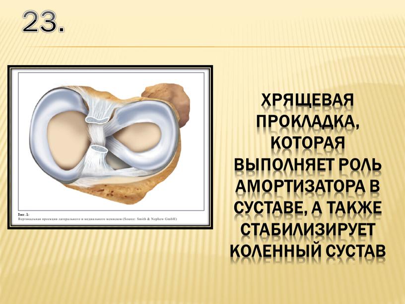 23. хрящевая прокладка, которая выполняет роль амортизатора в суставе, а также стабилизирует коленный сустав