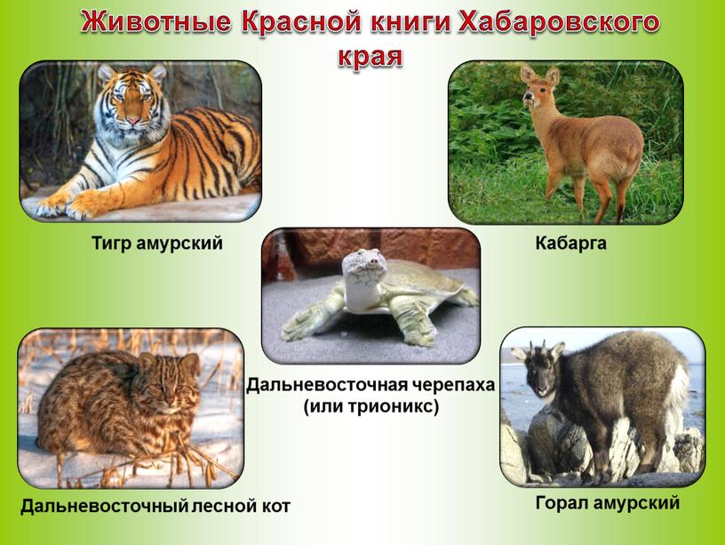 Животные Красной книги Хабаровского края