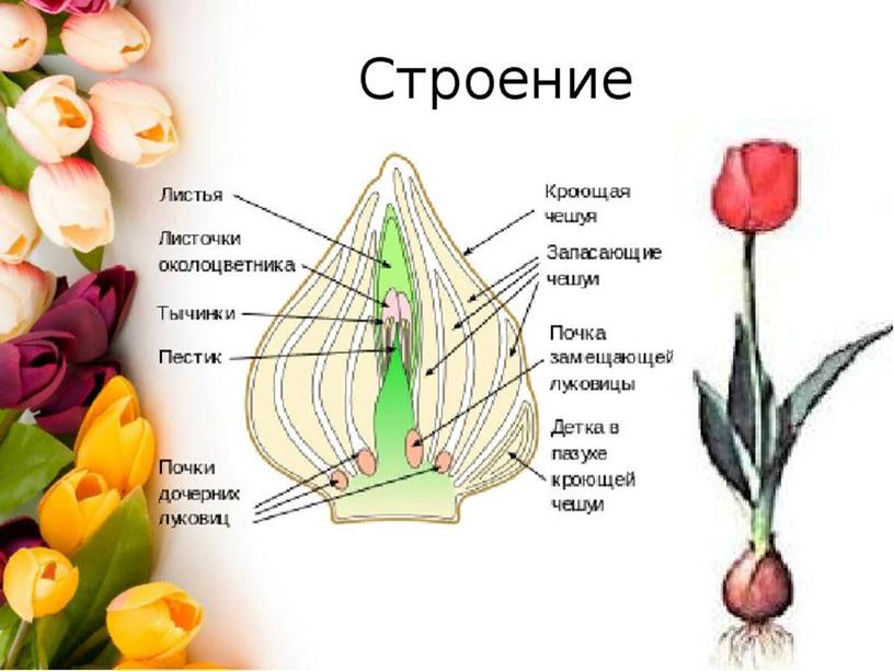 Строение луковицы тюльпана