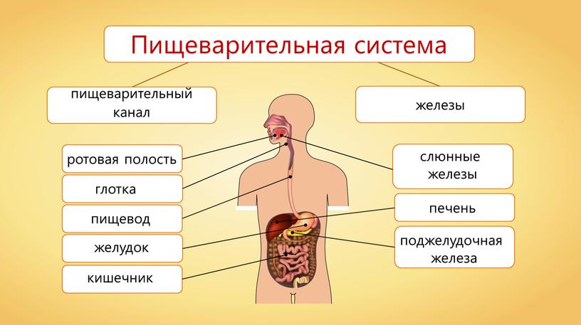 ротовая полость пищевод желудок кишечник глотка печень поджелудочная железа слюнные железы