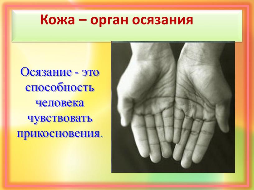 Кожа – орган осязания Осязание - это способность человека чувствовать прикосновения